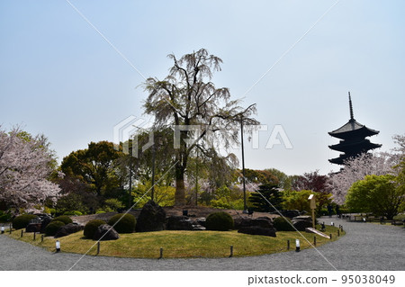 日本京都府京都市，春天的東寺，盛開的櫻花和國寶五層寶塔，有美麗植物的日本花園 95038049