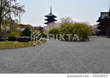日本京都府京都市,春天的東寺,盛開的櫻花和國寶五層寶塔,有美麗植物的日本花園 日本京都府京都市,春天的東寺,盛開的櫻花和國寶五層寶塔,有美麗植物的日本花園 95038050
