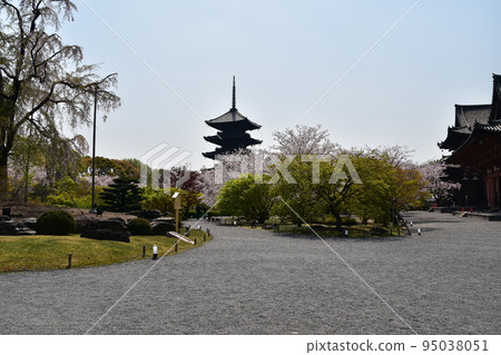 日本京都府京都市,春天的東寺,盛開的櫻花和國寶五層寶塔,有美麗植物的日本花園 日本京都府京都市,春天的東寺,盛開的櫻花和國寶五層寶塔,有美麗植物的日本花園 95038051