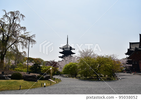 日本京都府京都市,春天的東寺,盛開的櫻花和國寶五層寶塔,有美麗植物的日本花園 日本京都府京都市,春天的東寺,盛開的櫻花和國寶五層寶塔,有美麗植物的日本花園 95038052