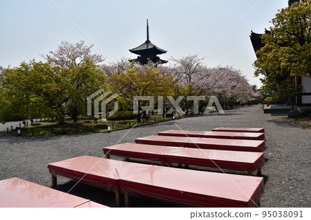日本京都府京都市，春天的東寺，盛開的櫻花和被指定為國寶的五層寶塔，茶館內的紅色長椅 95038091