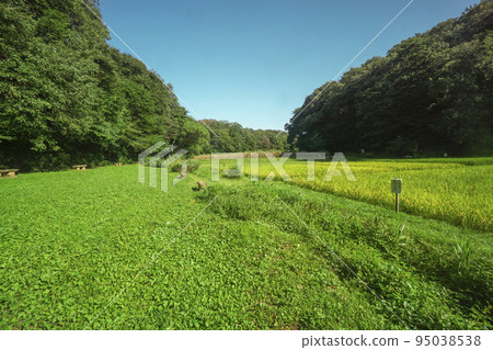 Rice cultivation in Yato in the Sayama Hills Bank rice field before harvesting in the blue sky Rice cultivation in Yato in the Sayama Hills Bank rice field before harvesting in the blue sky 95038538