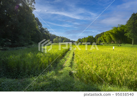 Rice cultivation in Yato in the Sayama Hills Bank rice field before harvesting in the blue sky Rice cultivation in Yato in the Sayama Hills Bank rice field before harvesting in the blue sky 95038540