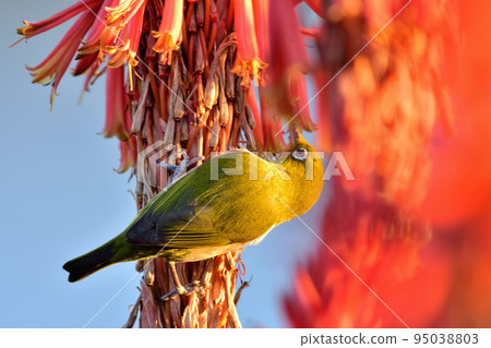 White-eye White-eye 95038803