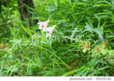 Sasa lily flowers 95039180