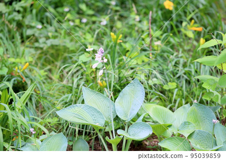 hosta flower 95039859