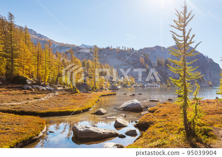 Larch Larch 95039904