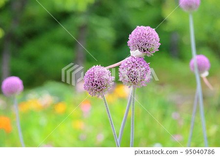 大蔥花 大蔥花 95040786