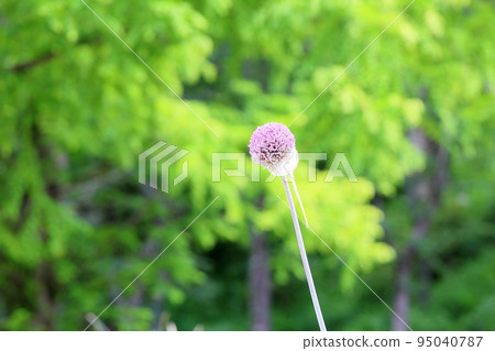 allium gigantium flower 95040787