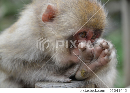 monkey 95041443