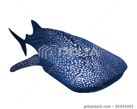 鯨鯊單品朝左 95042091