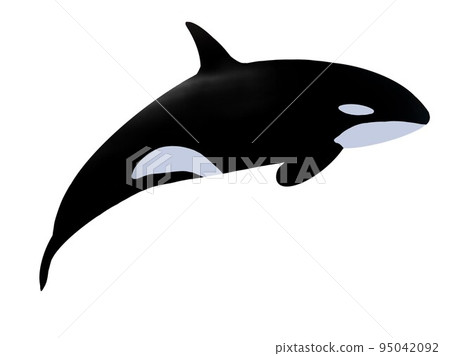 Killer whale single item facing right 95042092
