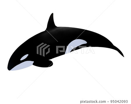 Killer whale facing left single item white background Killer whale facing left single item white background 95042093