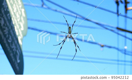 A spider that uses a roadside sign to create a web 95042212
