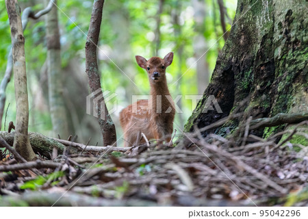 屋久島世界遺產（夏季） 95042296