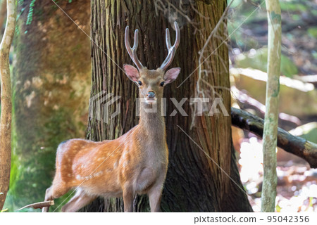 World Natural Heritage Yakushima Forest (July) A wary male Yaku deer 95042356