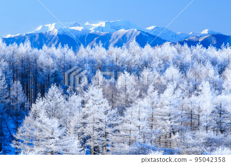Larch hoarfrost and Central Alps Larch hoarfrost and Central Alps 95042358
