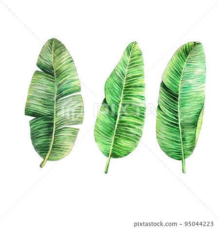 watercolor drawing banana leaves. set of tropical leaves on a white background isolated. stock illustration hand drawn watercolor tropic leaves clipart watercolor drawing banana leaves. set of tropical leaves on a white background isolated. stock illustration hand drawn watercolor tropic leaves clipart 95044223