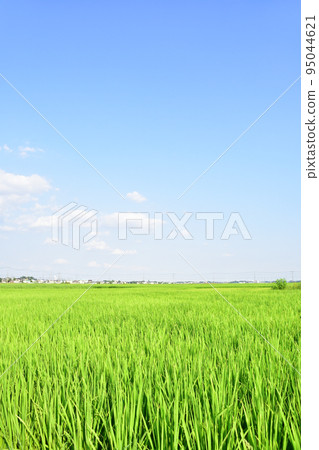 Summer paddy field in Tokainaka Summer paddy field in Tokainaka 95044621