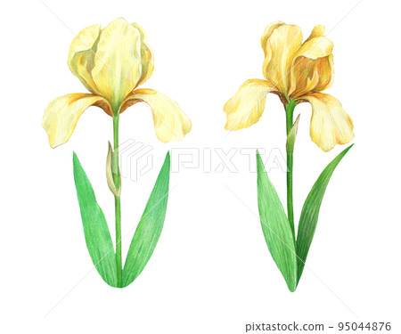 Realistic detailed illustration of iris flowers in vintage retro style for decor, scrapbook and design. 95044876