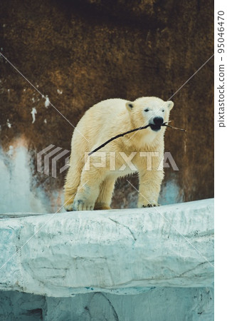 Polar bear gravure #2 Polar bear gravure #2 95046470