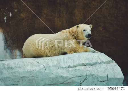 Polar bear gravure #3 Polar bear gravure #3 95046471