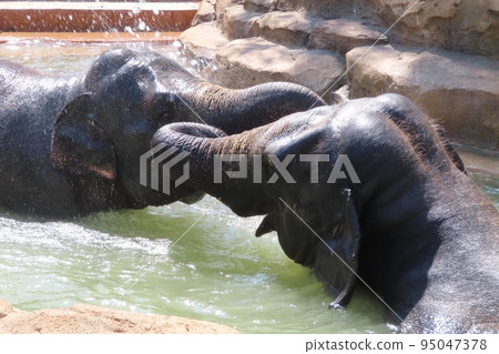 [Yamaguchi Prefecture] Friendly Sri Lankan elephants playing in the pool 95047378
