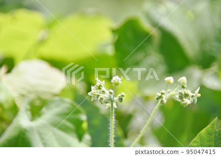 Alechiuli雄花 95047415