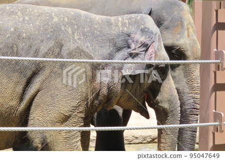 [山口縣] 友好的斯里蘭卡大像在泥濘中玩耍 95047649