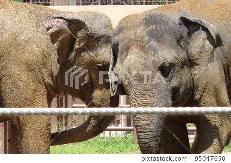 [Yamaguchi Prefecture] Friendly Sri Lankan elephants playing in the mud 95047650