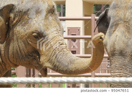 [山口縣] 友好的斯里蘭卡大像在泥濘中玩耍 95047651