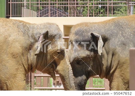 [山口縣] 友好的斯里蘭卡大像在泥濘中玩耍 95047652
