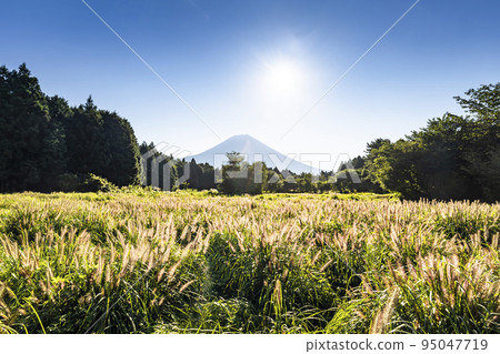 靜岡縣富士宮市朝霧高原的富士山和赤芝 靜岡縣富士宮市朝霧高原的富士山和赤芝 95047719