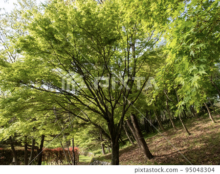 Spring park scenery with beautiful fresh greenery Biwako Bunka Park, Shiga Prefecture 95048304