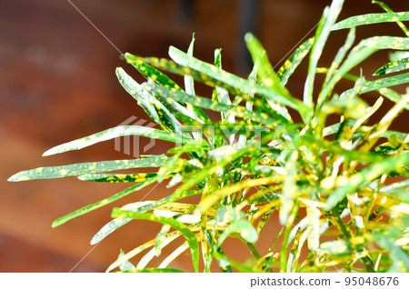 Variegated Laurel or Garden Croton 95048676