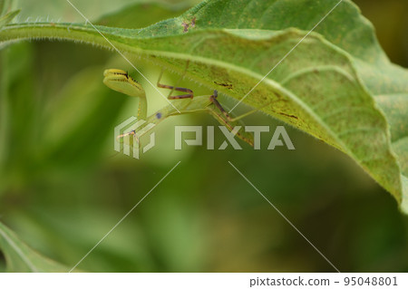 Mantis 95048801