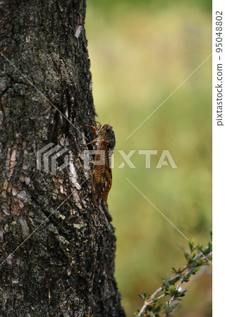 Cicadas 95048802