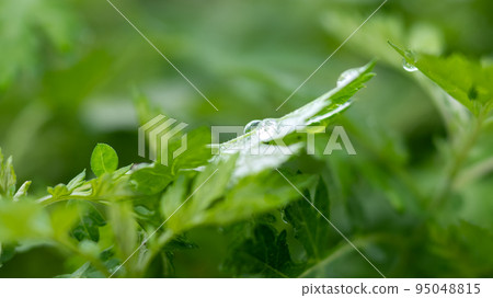 野草的力量和超越它們的真正美 野草的力量和超越它們的真正美 95048815