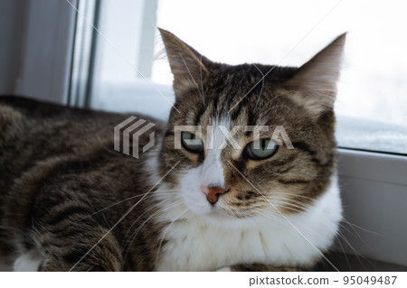Photo of a cute and old domestic cat sitting next to the window Photo of a cute and old domestic cat sitting next to the window 95049487