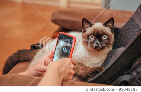Pets, morning, comfort, rest and people concept - happy young woman photograph here cat at home. Scottish cat. Color Chocolate Hello Pets, morning, comfort, rest and people concept - happy young woman photograph here cat at home. Scottish cat. Color Chocolate Hello 95049585