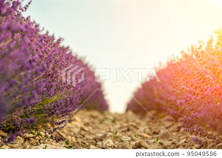 Lavender flower blooming scented fields in endless rows on sunset. Selective focus on Bushes of lavender purple aromatic flowers at lavender fields of the French Provence near Valensole. Lavender flower blooming scented fields in endless rows on sunset. Selective focus on Bushes of lavender purple aromatic flowers at lavender fields of the French Provence near Valensole. 95049586