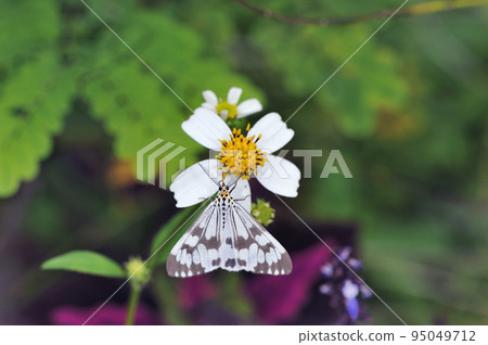 吸蜜白爪甲蟲（沖繩縣石垣島） 95049712