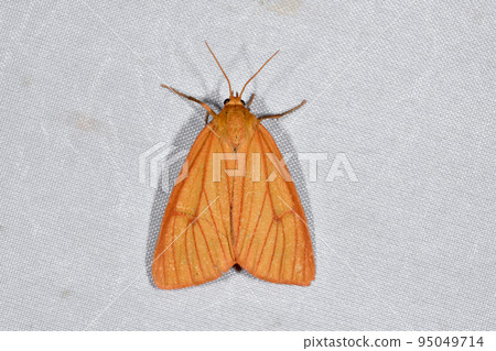 Monhelia Akahitori (Tsurui Village, Hokkaido) 95049714