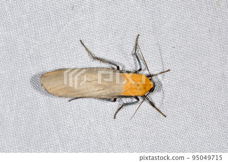 Male of Yotsuboshihosoba (Kamikawa Town, Hokkaido) Male of Yotsuboshihosoba (Kamikawa Town, Hokkaido) 95049715