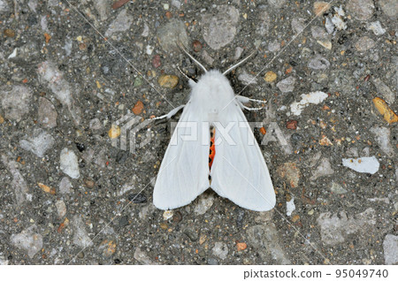 帶人（北海道、知床） 95049740