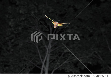 Jozanhitori in flight (Shiretoko, Hokkaido) 95049781