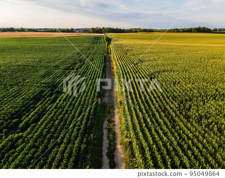 Dividing road between the fields Dividing road between the fields 95049864