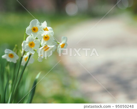 Daffodils blooming by the road Daffodils blooming by the road 95050248
