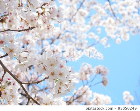 Cherry blossoms and blue sky Cherry blossoms and blue sky 95050249