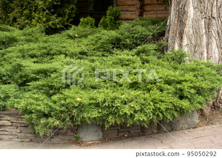 Juniper in landscape design. Beautiful well kept garden. Green plants, trees, flowers and shrubs Juniper in landscape design. Beautiful well kept garden. Green plants, trees, flowers and shrubs 95050292